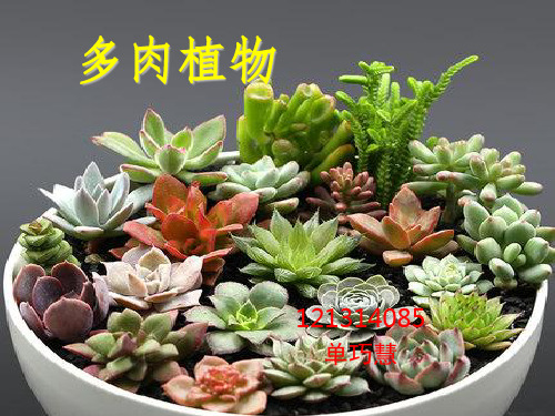 多肉植物