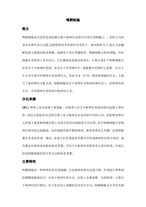 嗅鞘细胞介绍1