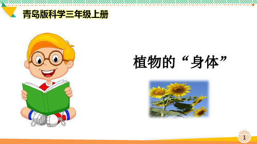 最新青岛版科学三年级上册《植物的“身体”》优质课件