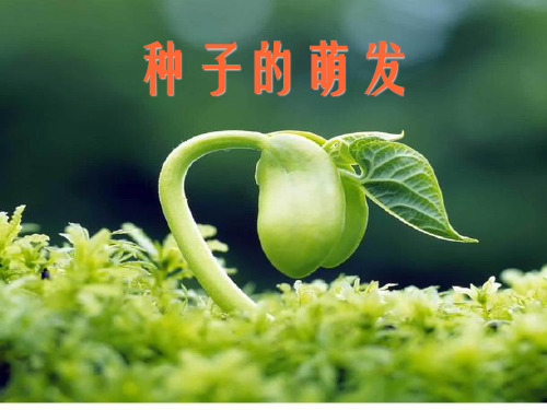 种子的萌发-课件讲解学习