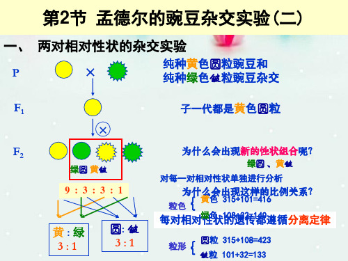 高中生物 第一章 孟德尔定律 自由组合定律课件 浙科版必修2