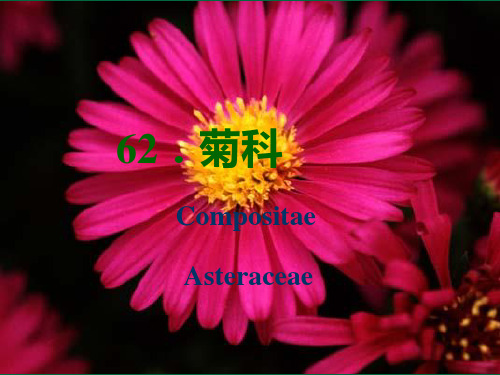 11 被子植物门菊科