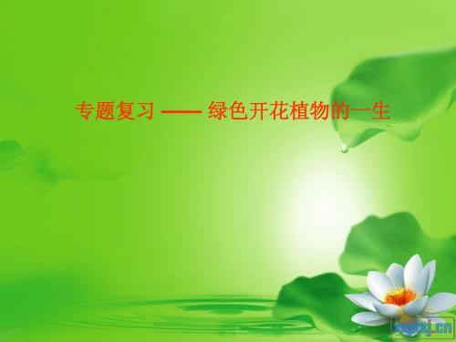 绿色开花植物一生复习课件