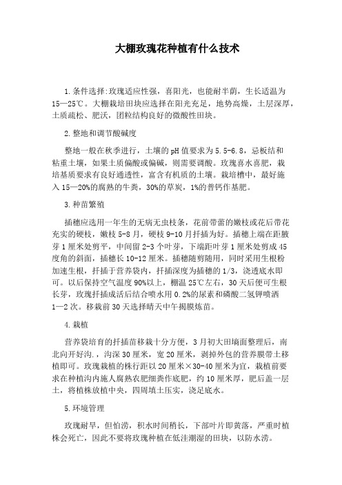大棚玫瑰花种植有什么技术