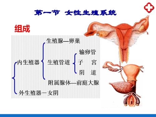 生殖系统—女性生殖系统(人体解剖生理学)