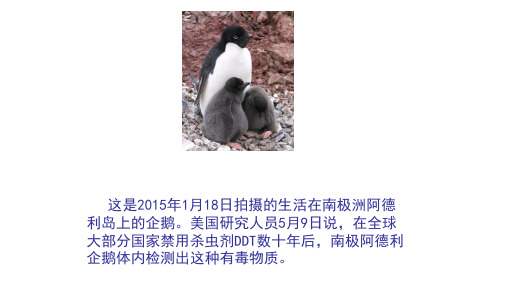 济南版八年级生物下第六单元第二章第三节能量流动和物质循环第二课时物质循环公开课教学课件共15张PPT