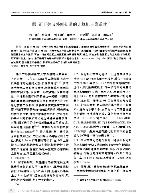 踝_距下关节外侧韧带的计算机三维重建