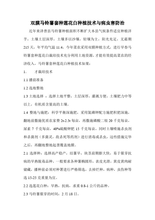 双膜马铃薯套种莲花白种植技术与病虫害防治