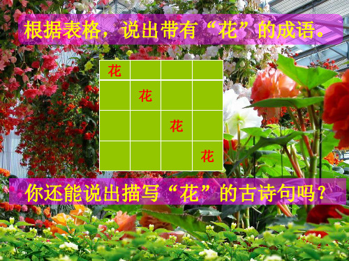 综合复习《养花》