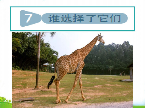 【教科版】科学《谁选择了它们》PPT-精讲课件1