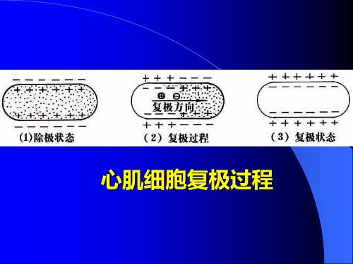 教你如何做心电图以及分析.ppt