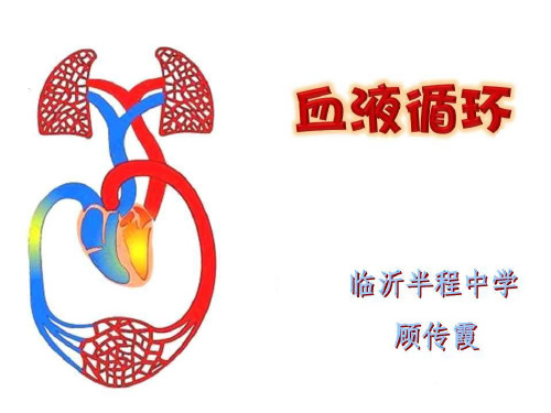血液循环的途径