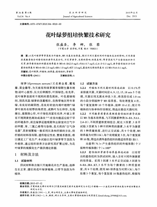 花叶绿萝组培快繁技术研究