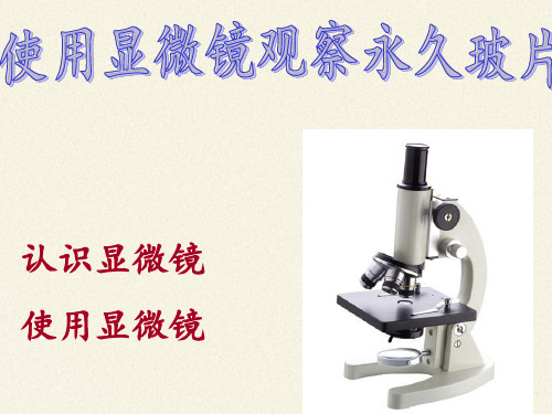 苏教版七年级生物上册第三章第一节植物细胞的结构和功能课件共16张PPT