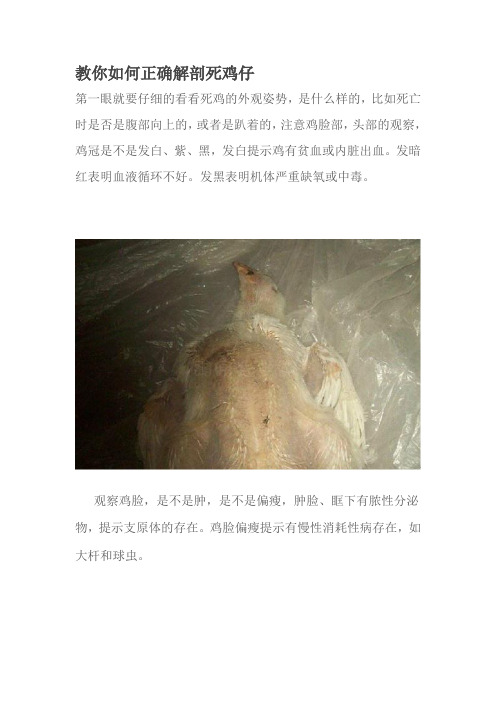 教你如何正确解剖死鸡仔