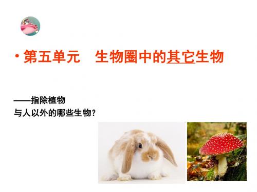 5-1：腔肠动物和扁形动物(1)