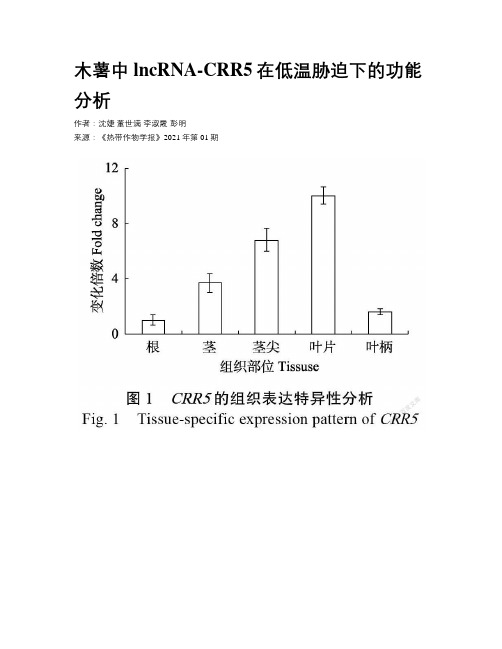 木薯中lncRNA-CRR5在低温胁迫下的功能分析