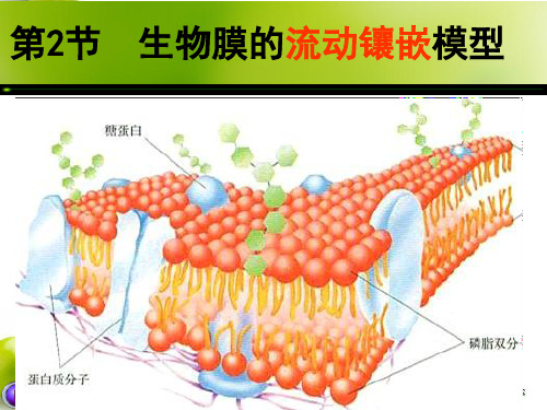 4.2生物膜的流动镶嵌模型 (共47张PPT)