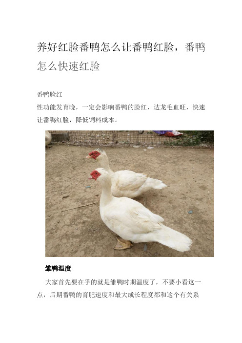 养好红脸番鸭怎么让番鸭红脸,番鸭怎么快速红脸