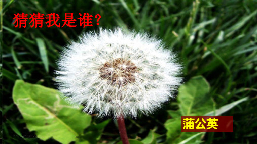 一年级上册科学-《观察一棵植物》教科版(13张ppt)公开课课件