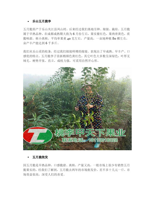 五月脆李子苗