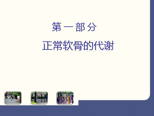 骨关节炎病理作用及硫酸氨基葡萄糖钾药理作用 ppt课件