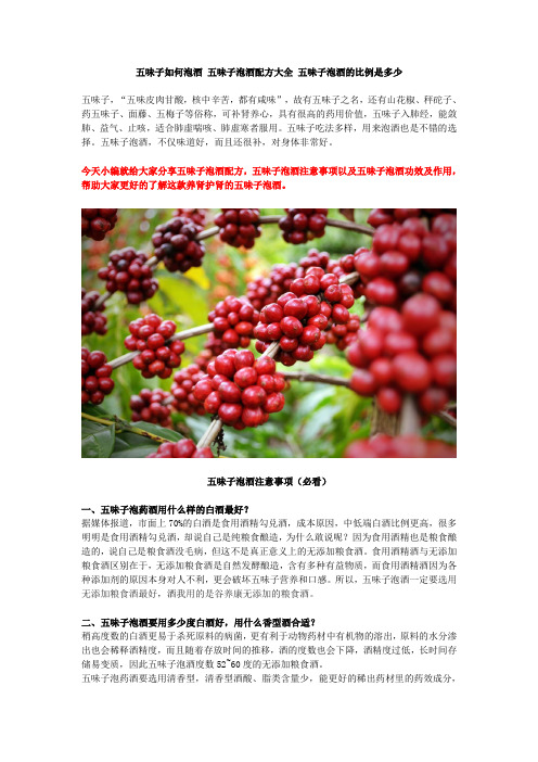 五味子如何泡酒 五味子泡酒配方大全 五味子泡酒的比例是多少