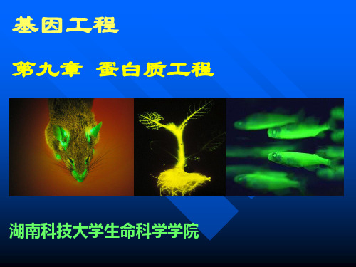 b第九章 蛋白质工程