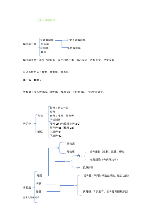 正常人体解剖学  骨学部分