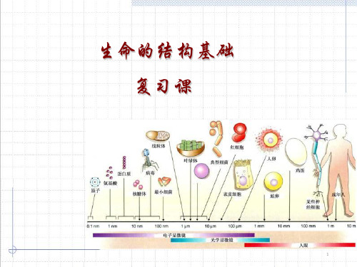 沪科版生物高一第一册第三章生命的结构基础 课件  