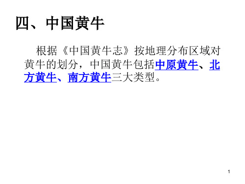 中国黄牛品种分享资料