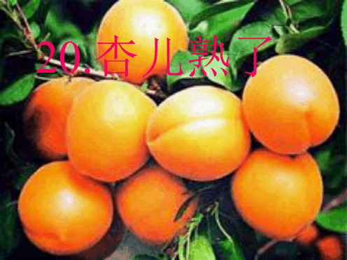 杏儿熟了ppt课件