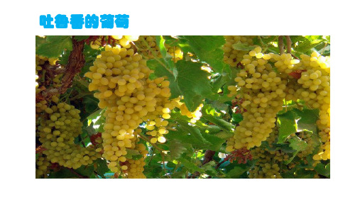 五年级下册语文课件-1.4 吐鲁番的葡萄 ｜西师大版 (共15张PPT)