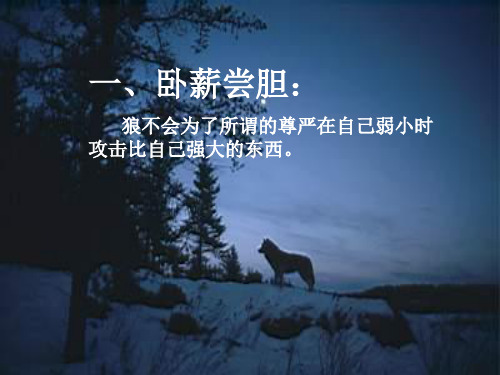 狼的微笑25114