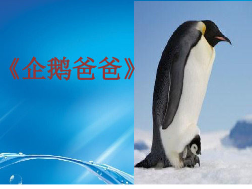 西南师大版六年级语文下册《三单元  10 企鹅爸爸》课件_5