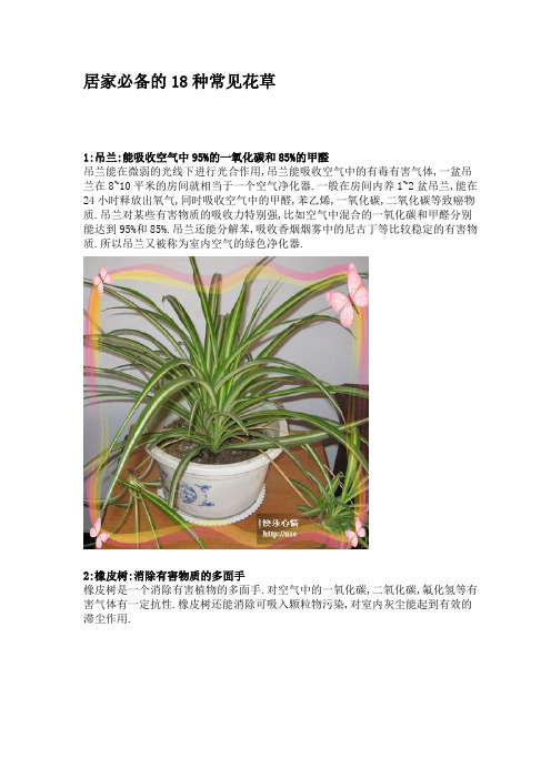居家必备的18种常见花草