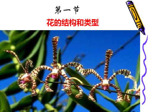 【初中生物】花的结构和类型