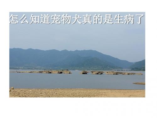怎么知道宠物犬是真的生病了