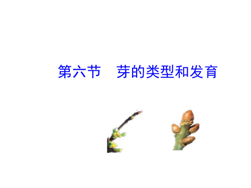 第六节 芽的类型和发育