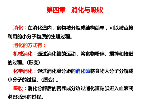 第二讲消化、呼吸_PPT幻灯片