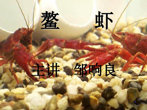 克氏鳌虾