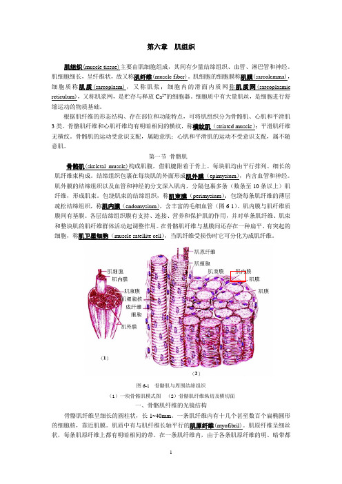 组织胚胎学 第六章 肌组织