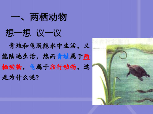 【精选】八年级生物上册学第五节两栖动物和爬行动物ppt课件人教版