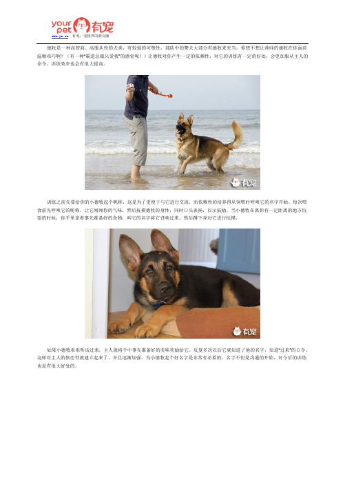 如何让德牧更依赖你