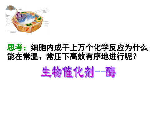浙江省桐庐分水高级中学高中生物浙科版必修一课件：第三章第三节酶2(共27张PPT)