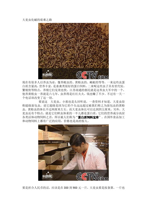 大麦虫