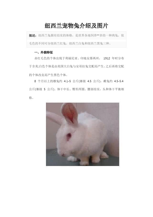 纽西兰宠物兔介绍及图片