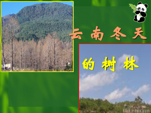 【高中语文】云南冬天的树林ppt精品课件3