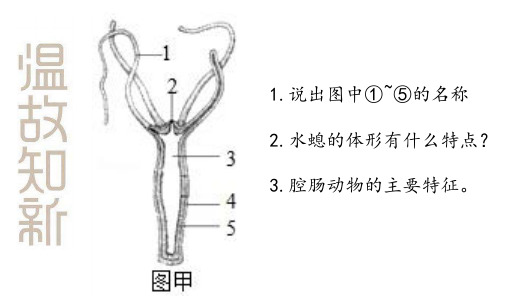 人教版八年级上册生物课件 第一章 第二节 线形动物和环节动物   (共32张PPT)