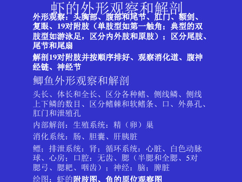 虾的外形观察和解剖汇总